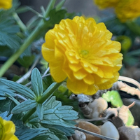 Ranunculus montanus 'Flore Pleno'